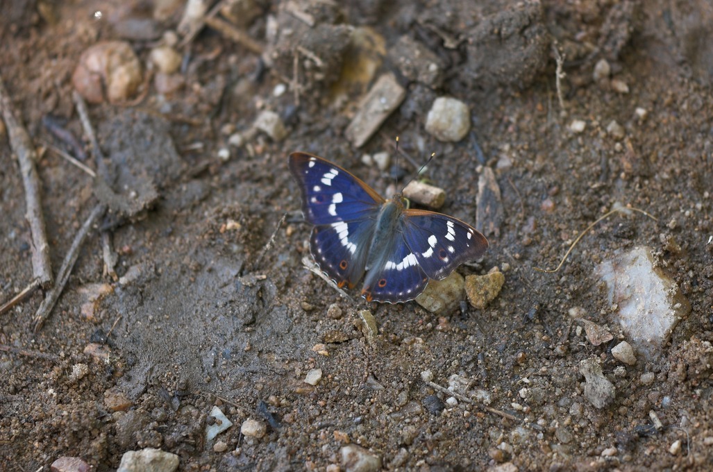 Mêlons histoire et papillons